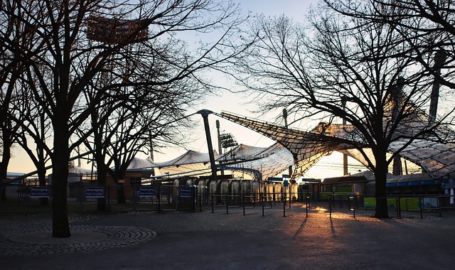 水户蜀葵 水户蜀葵